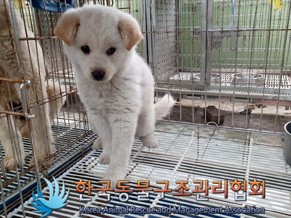 한국동물구조관리협회_441560202300454